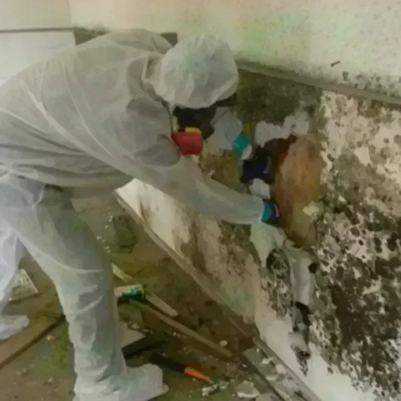 Mold Remediation and Removal in Meadows Place, TX